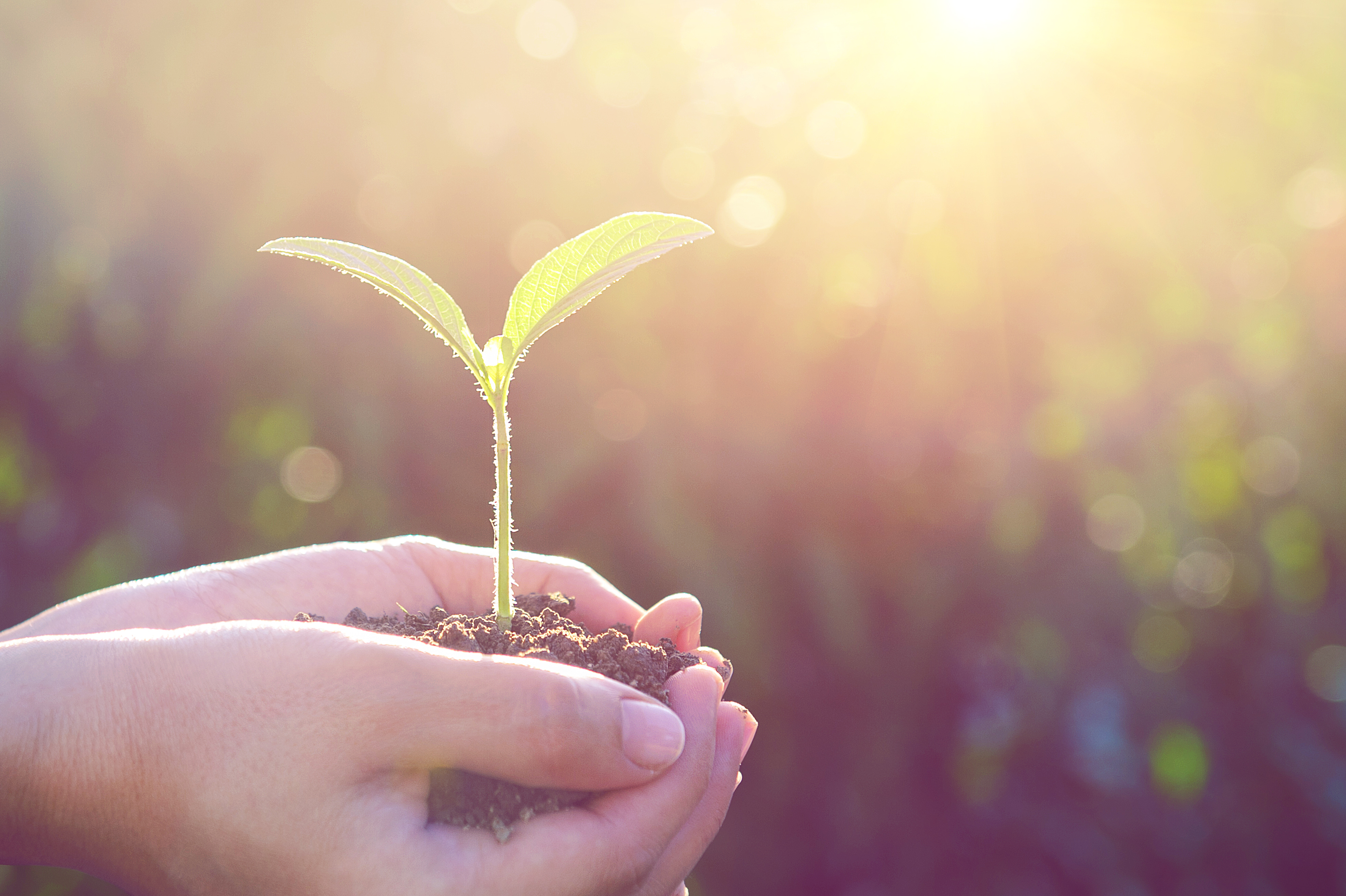 plant in the hands. Foto: COLOURBOX