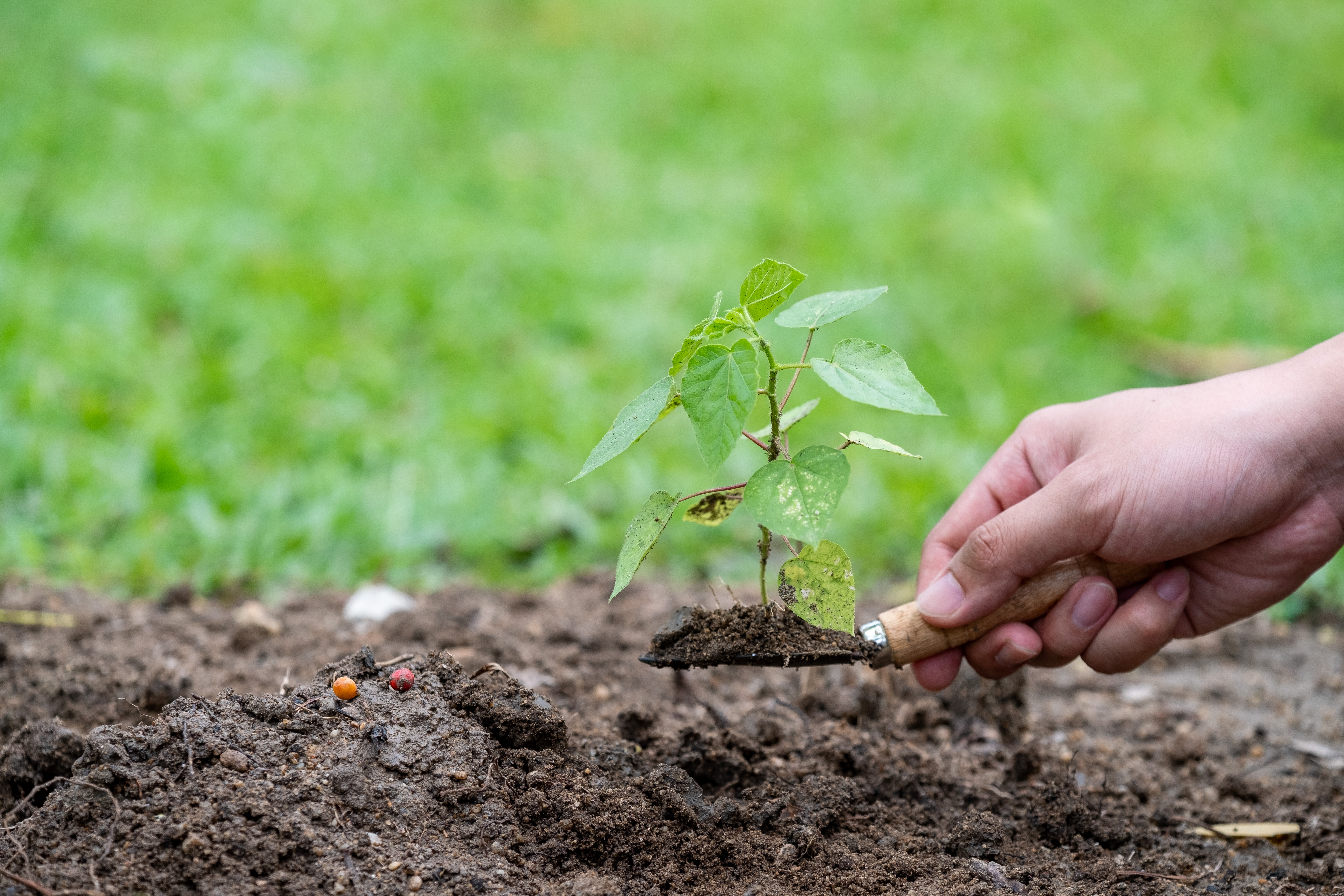Hands holding a green young plant and light Foto: COLOURBOX